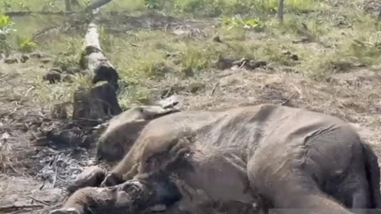 Anak Gajah Sumatera Mati di Tesso Nilo, Jerat Diduga Jadi Penyebab Infeksi Fatal