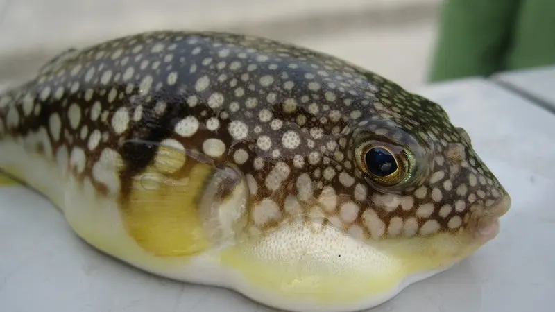 Ikan Fugu