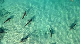 Seorang penyelam bebas berenang di samping hiu Sandbar di laut Mediterania dekat kota pesisir Israel utara Hadera, pada 30 Desember 2022. Lusinan hiu Sandbar dan Dusky berkumpul di lepas pantai Israel utara, di mana perairan Mediterania lebih hangat karena dampak pembangkit listrik Orot Rabin. (Photo by JACK GUEZ / AFP)