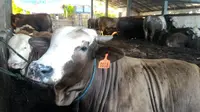 Peternakan sapi di Cilacap sudah mempersiapkan hewan kurban siap jual menjelang Hari Raya Idul Adha 1438 H. (Foto: Liputan6.com/Muhamad Ridlo).