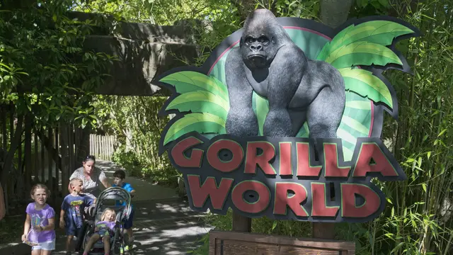 Satu Tahun Kematian Gorila Harambe, Tak Ada Peringatan Khusus