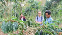 Peneliti proyek Indogreen saat mendatangi salah satu lahan perkebunan kopi di Pagar Alam Sumsel (Dok. ICRAF / Nefri Inge)