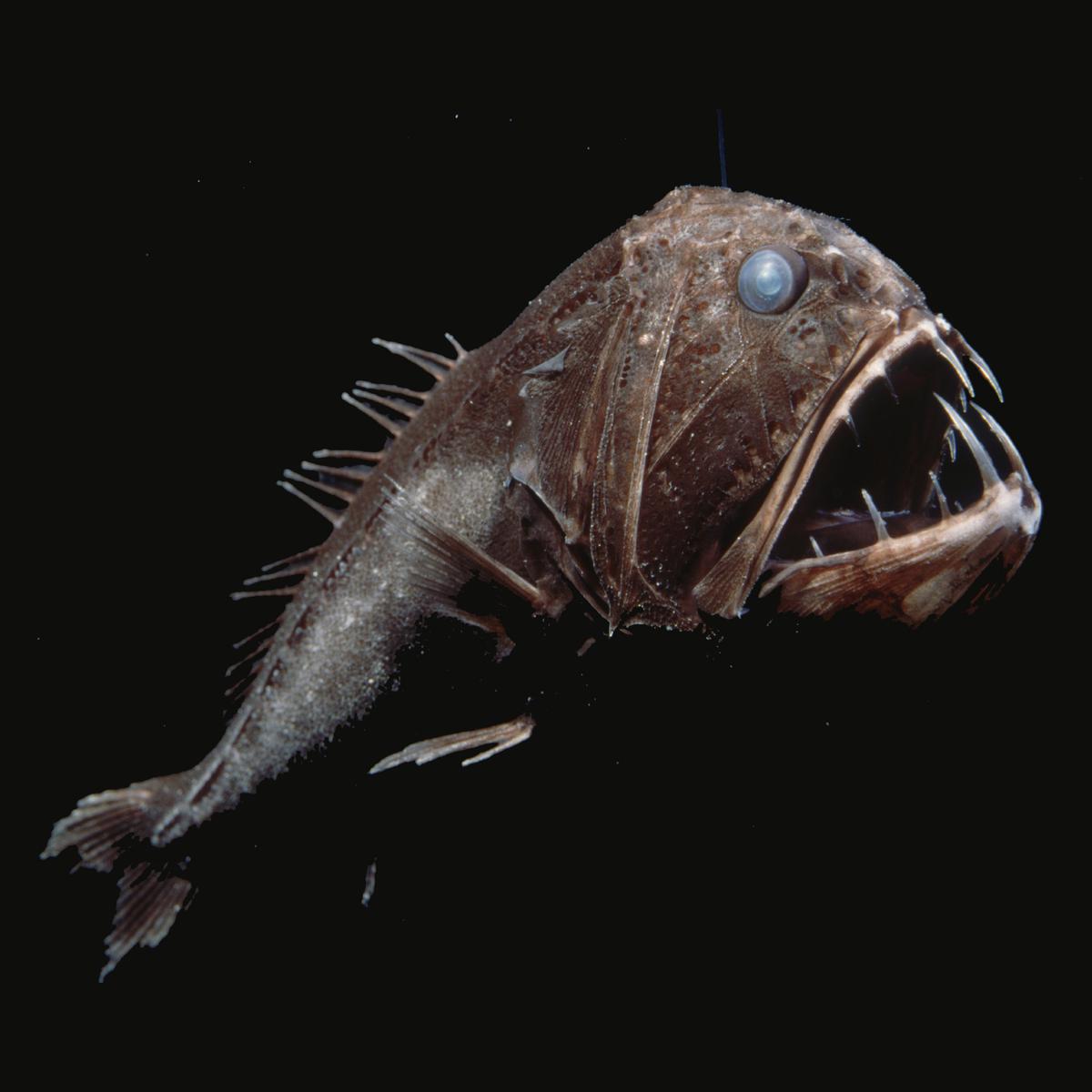 Fangthooth