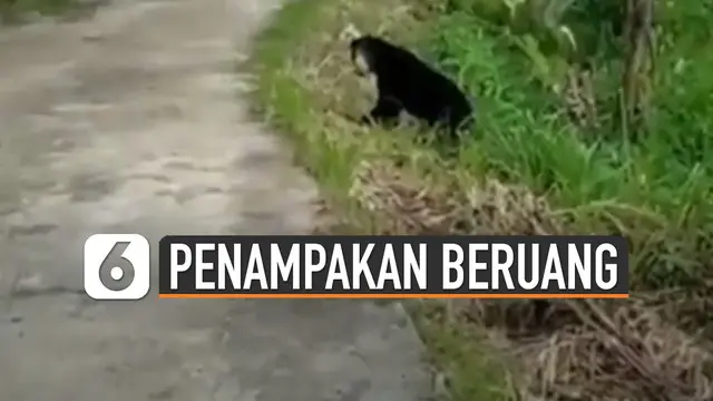 Baru-baru ini beredar video munculnya beruang madu di dekat sawah. Kejadian ini terjadi di daerah Sumatera Barat.
