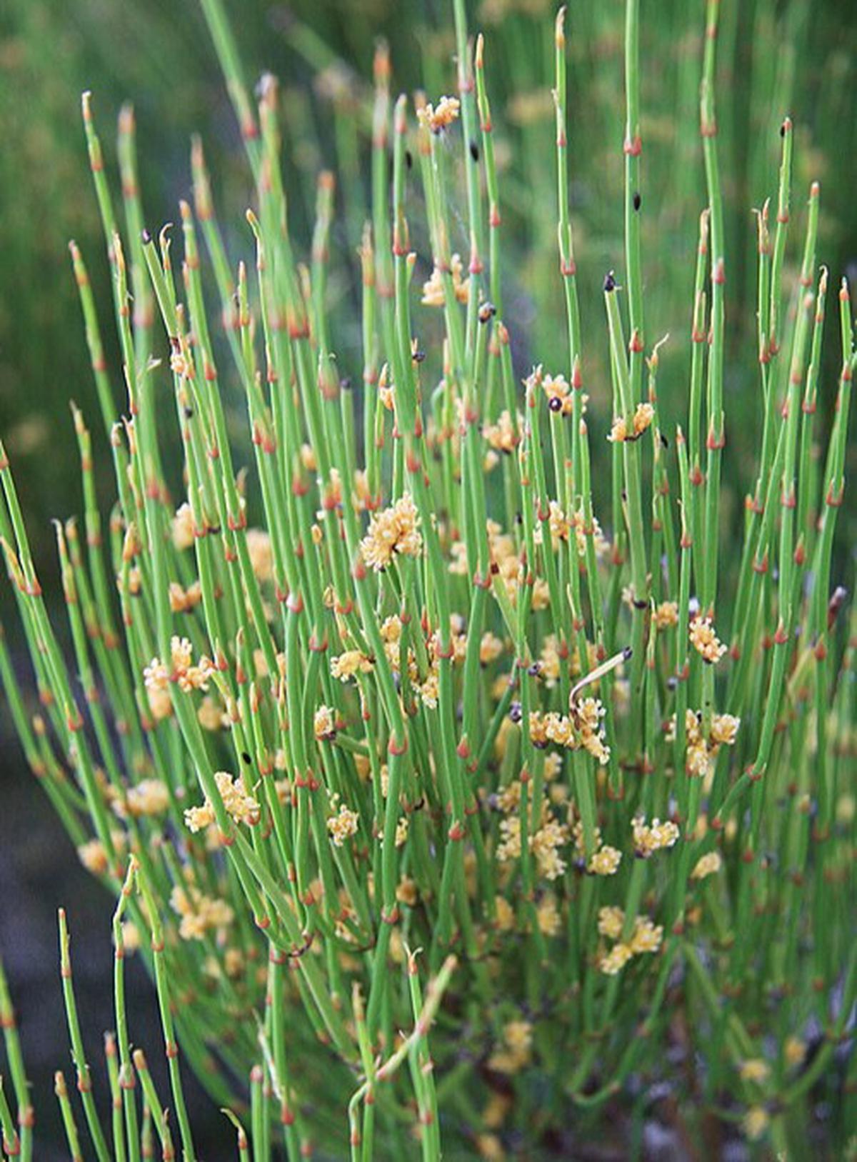 Ilustrasi Ephedra