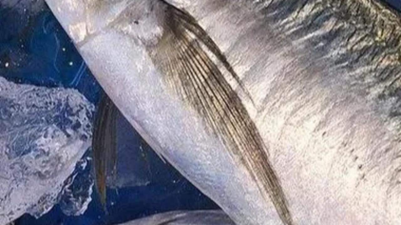 Selalu diingat untuk mengolah ikan dengan cara yang mempertahankan nutrisinya dan mengikuti tips konsumsi yang disarankan untuk memaksimalkan manfaatnya.