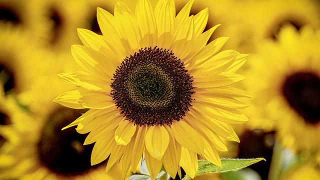 Bunga Matahari  (sumber: Pixabay)