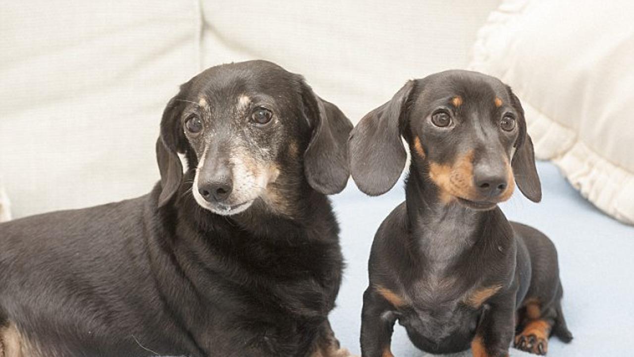 Anjing Kloning Pertama Inggris Ini Dipertemukan ke Kembarannya