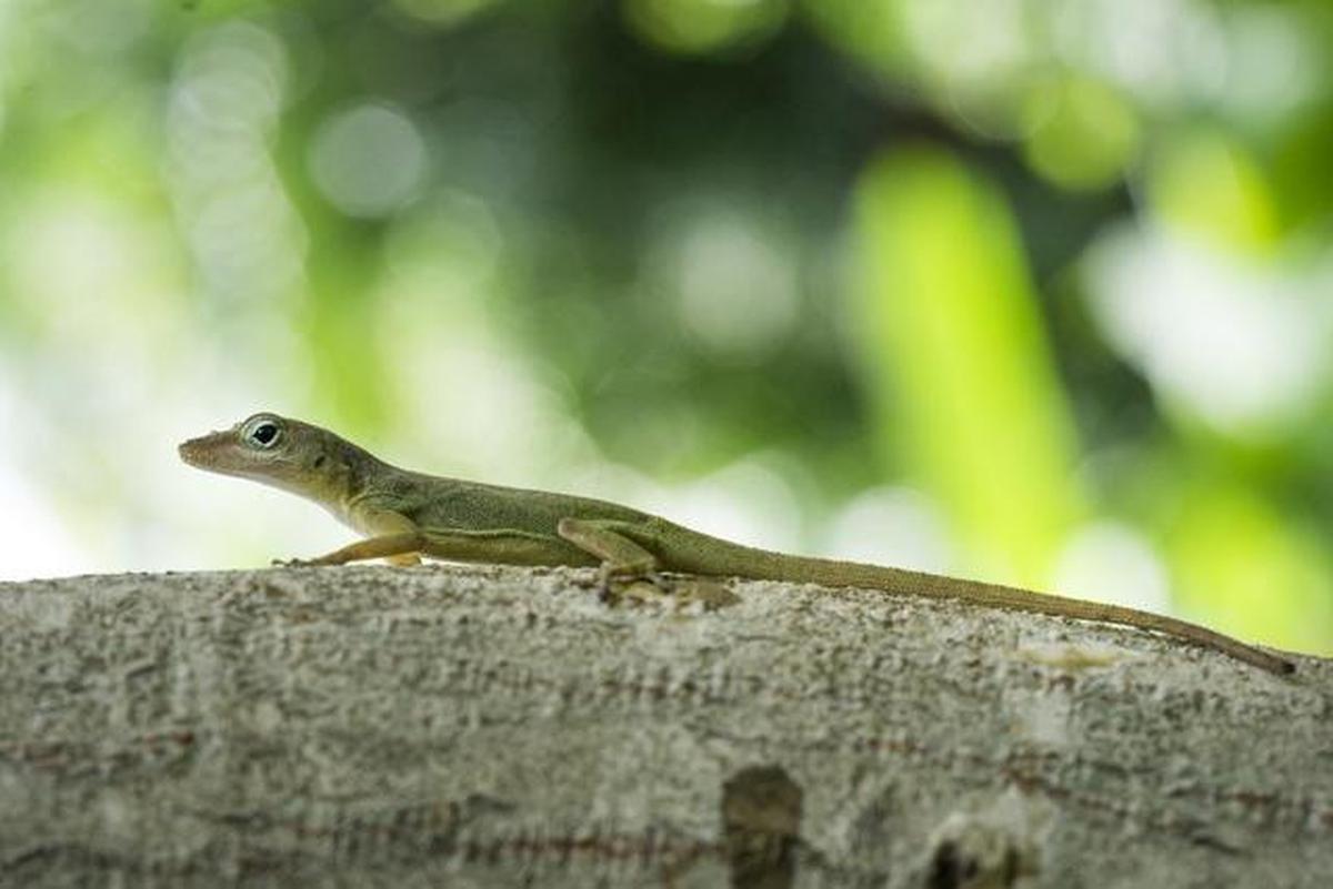 6 Bahaya Kotoran Cicak, Waspadai Risiko Kesehatan di Rumah