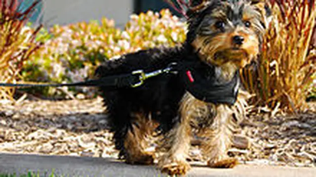 Ilustrasi Yorkshire Terrier