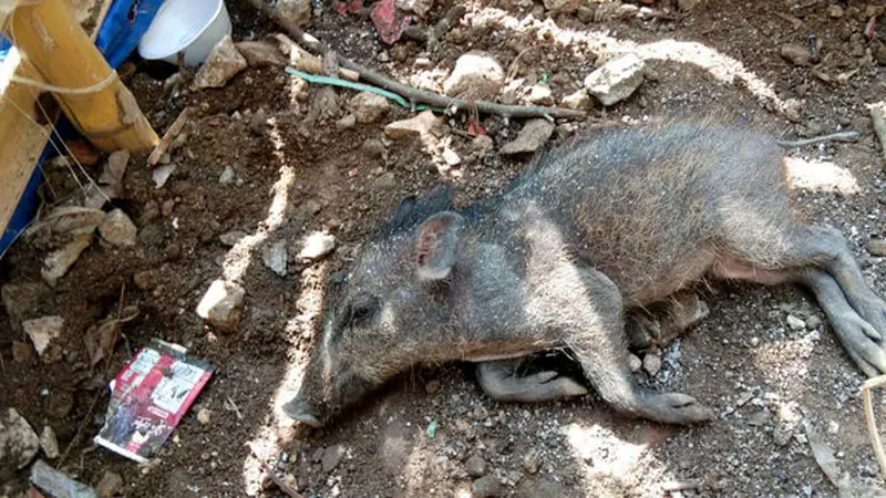 Heboh Warga Tangkap Diduga Babi Ngepet Hingga Dipotong, Ini 4 Faktanya