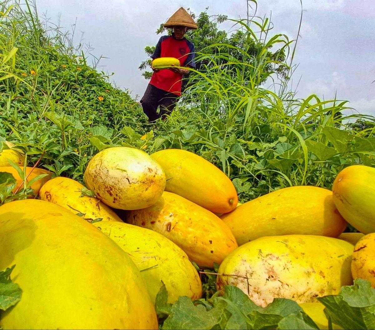 Petani memanen buah timun suri di lahan garapan kawasan Mampang, Depok, Jawa Barat, Selasa (12/3/2024). Bulan suci Ramadan tak hanya dikenal dengan ibadah puasanya yang dijalankan sepanjang hari, tetapi juga dengan hidangan lezat yang khas. Salah satu bua