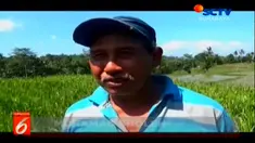 Suasana area persawahan di desa banjar banyuwangi jawa timur mengalami gagal panen akibat hama tikus.