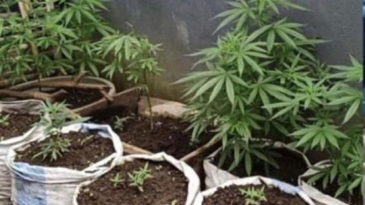 Polres Rejang Lebong Ungkap Praktik Penanaman Ganja Ratusan Batang oleh Residivis