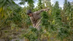 Seorang anak bekerja di ladang ganja pinggiran Kandahar, Afghanistan, 28 Oktober 2021. Taliban bersumpah akan menindak perdagangan obat-obatan terlarang yang sebagian besar memicu pemberontakan mereka yang berhasil. (BULENT KILIC/AFP)