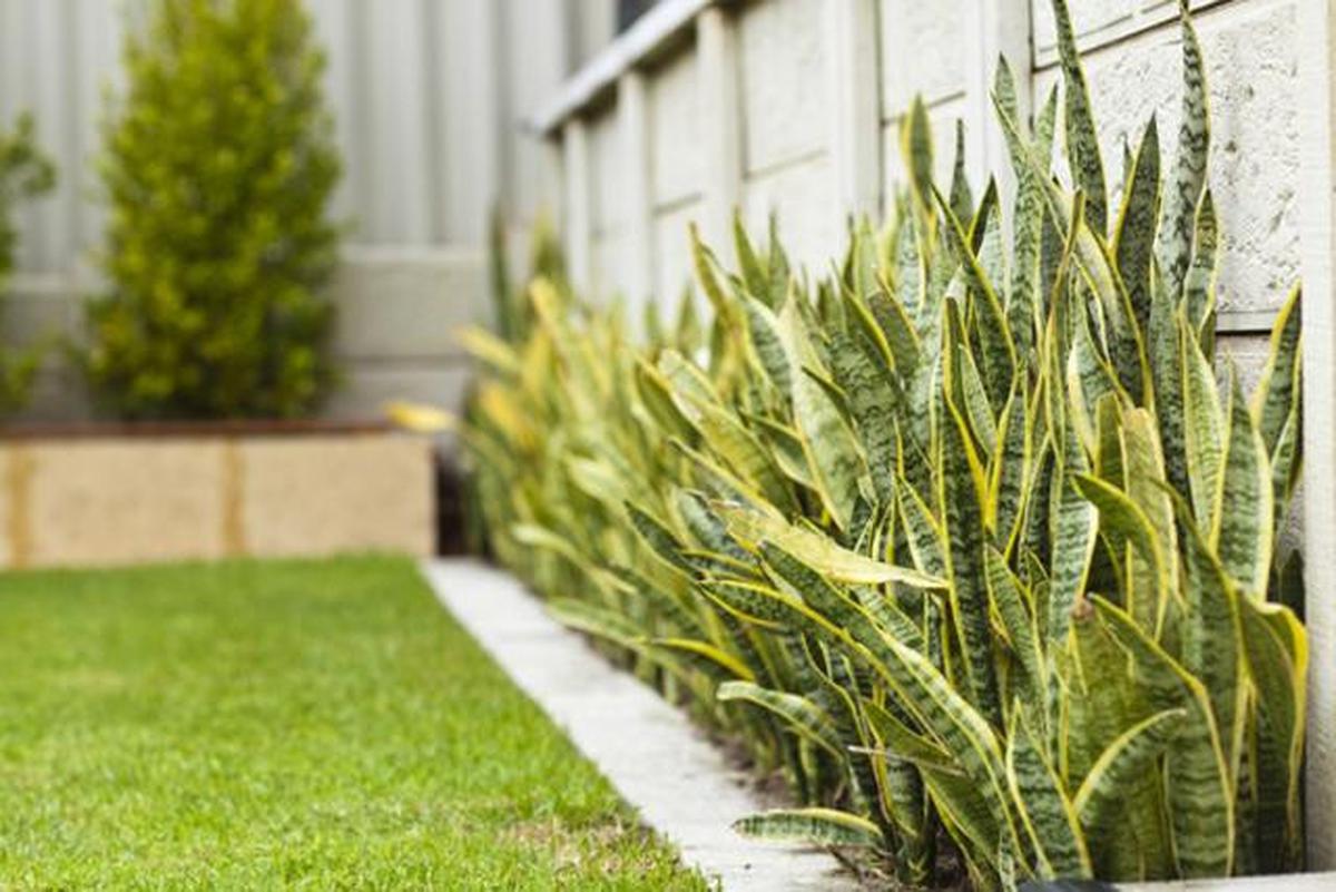10 Tanaman yang Tidak Disukai Ular Sawah, Bisa Ditanam di Sekitar Rumah