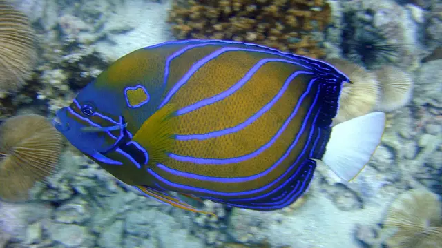 15 Macam Ikan Hias Air Laut yang Paling Diminati Beserta Cara Meliharanya yang Tepat