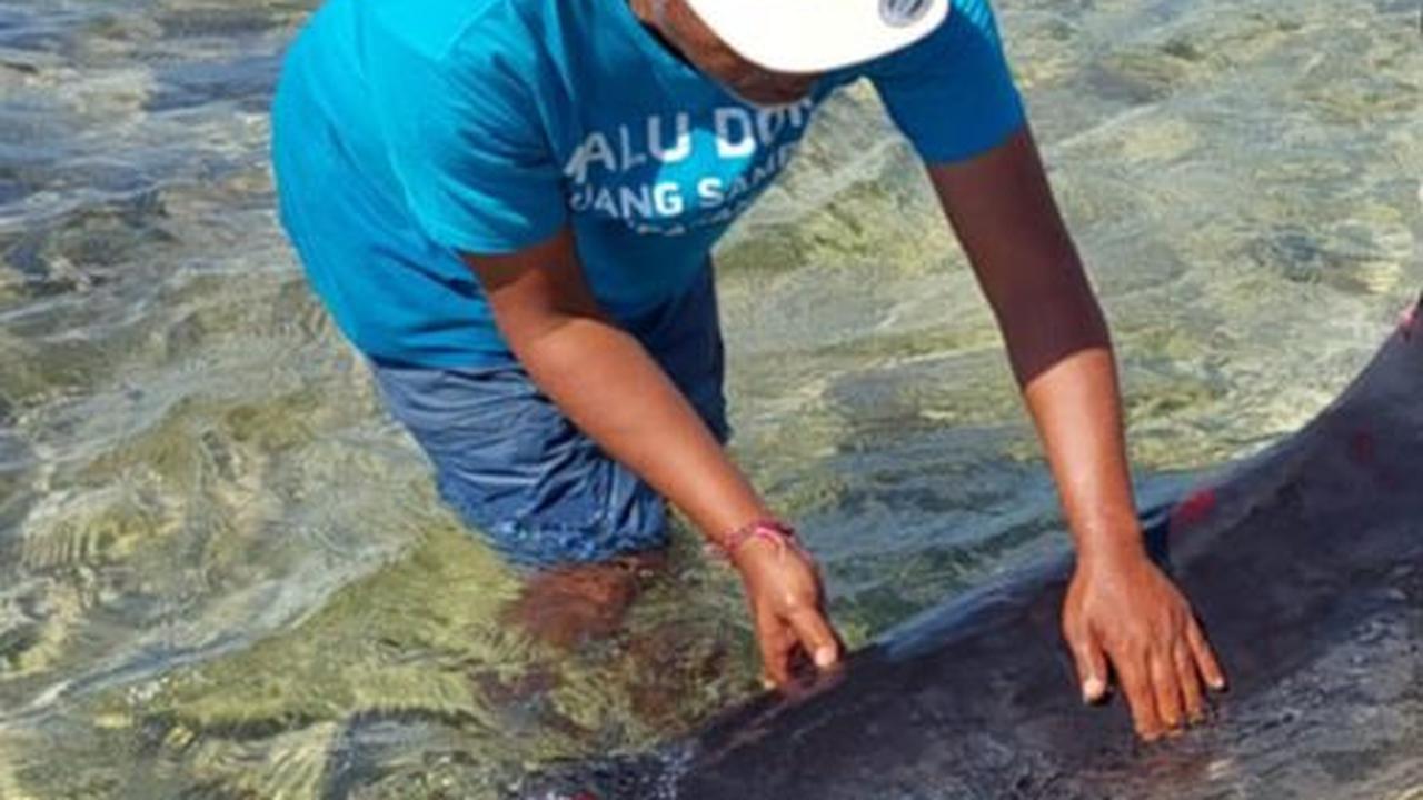 Paus Sperma Viral Terdampar di Bali, Akhirnya Mati dengan Tubuh Penuh Luka Gigitan Hiu