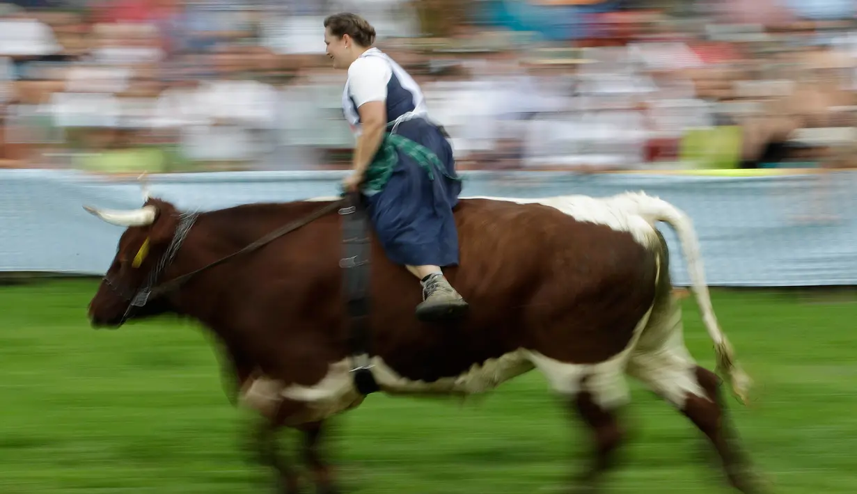 Seorang petani, Marlis Kergl memacu sapinya bernama Seppi saat ikut ambil bagian dalam lomba balapan sapi tradisional di Desa Bavarian, dekat Danau Starnberg, Jerman, Minggu (28/8). (AP Photo/Matthias Schrader)