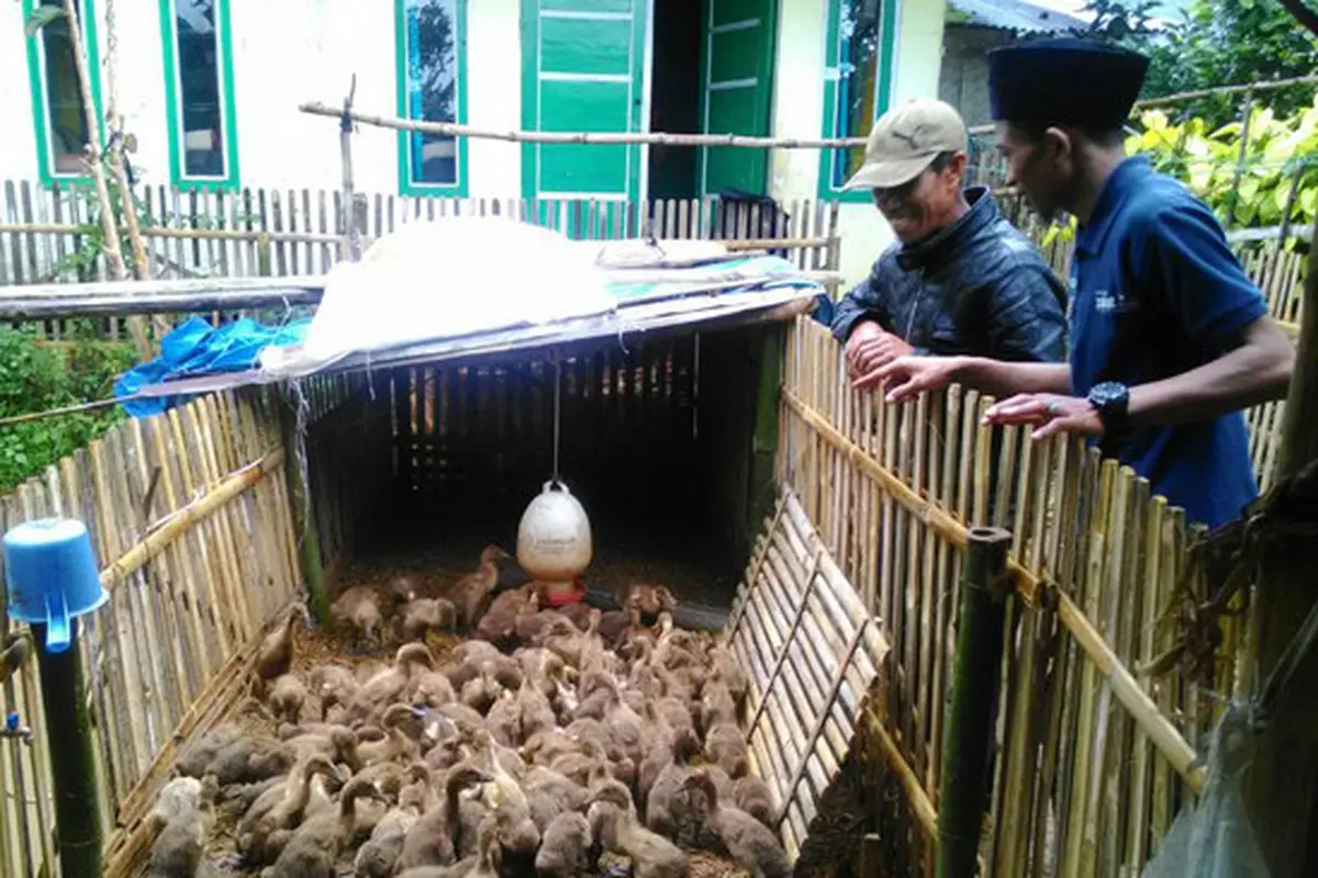 Kisah Sukses Peternak Bebek yang Pernah Terjerat Rentenir