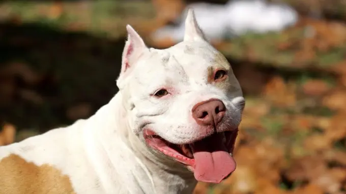 20 Alasan untuk Tidak Memelihara Anjing Pitbull20 Alasan untuk Tidak Memelihara Anjing Pitbull