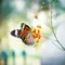 7 Cara Membuat Butterfly Garden di Rumah agar Lebih Indah dan Ramah Penyerbuk