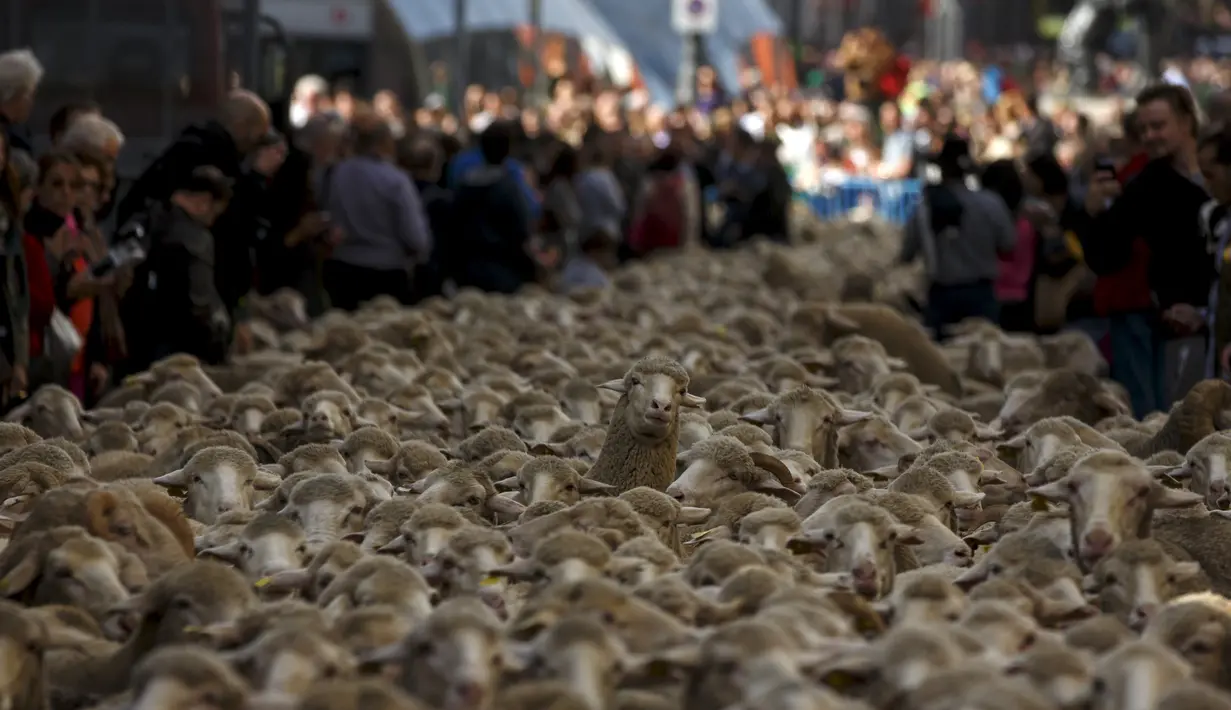 Seekor domba terlihat ditengah kawanannya saat parade tahunan di Madrid, Spanyol Minggu (25/10). Setiap tahunnya, para penggembala dan sekitar 2000 domba berdemo menentang perluasan wilayah perkotaan dan praktik pertanian modern. (REUTERS/Sergio Perez)