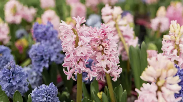 Ilustrasi Bunga Ixia