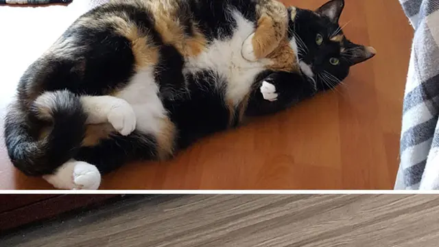 8 Potret Keren Transformasi Kucing Obesitas jadi Kurus