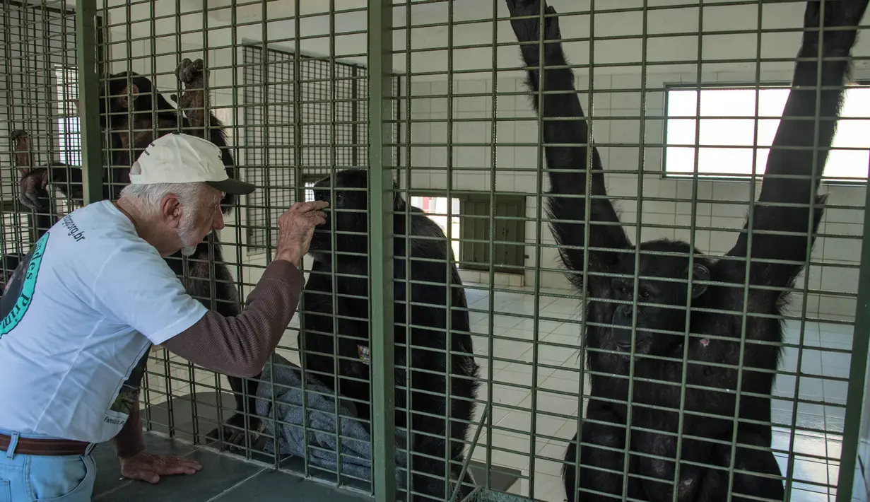 Presiden Great Apes Project (GAP), Pedro Ynterian berinteraksi dengan seekor simpanse di tempat perlindungan di Socoraba, Brasil (28/7). Di tempat ini simpanse mendapat perawatan dan perlindungan. (AFP Photo/Nelson Almeida)