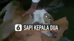 Beredar video anak sapi berkepala dua dan bermata empat. Semenjak video ini beredar banyak netizen yang mendoakan anak sapi ini sehat sampai besar.