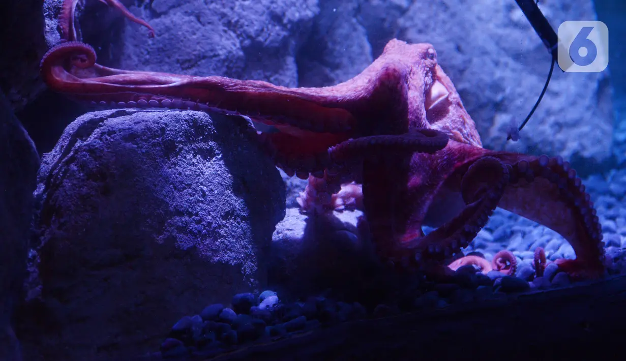 Giant Pacific Octopus saat dipamerkan di Jakarta Aquarium dan Safari, Jakarta, Rabu (27/1/2021). Gurita Raksasa Giant Pacific Octopus (Enteroctopus Dofleini) berasal dari perairan Pasifik Utara yang membentang dari California sampai ke Jepang dan Korea. (merdeka.com/Imam Buhori)