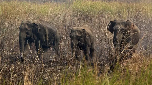 9 Februari 2017, gajah liar berdiri di tengah rumput ketika warga desa India berusaha mengusir mereka dari desa Misamari di pinggiran Gauhati, negara bagian Assam, India.