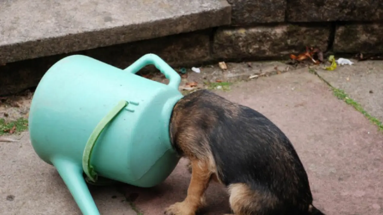 21 Anjing yang Tersangkut Akan Awali Aktivitasmu dengan Ceria