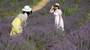 Saat berkunjung ke tempat ini, wisatawan akan disambut dengan pemandangan indah hamparan bunga berwarna ungu dengan aroma yang sangat khas. (Nicolas TUCAT / AFP)