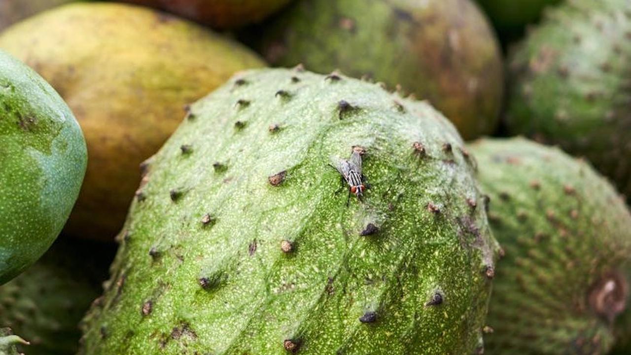 5. Menjaga kesehatan mata
Vitamin C dan E, seng, dan beta-karoten dalam sirsak dapat menjaga kesehatan mata.

"Antioksidan dalam sirsak berkontribusi pada kesehatan mata dengan mengurangi risiko katarak dan degenerasi makula," kata Prof. Daniel White, 
