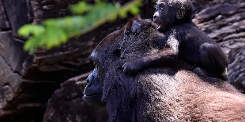 Bayi Gorila Spesies Langka