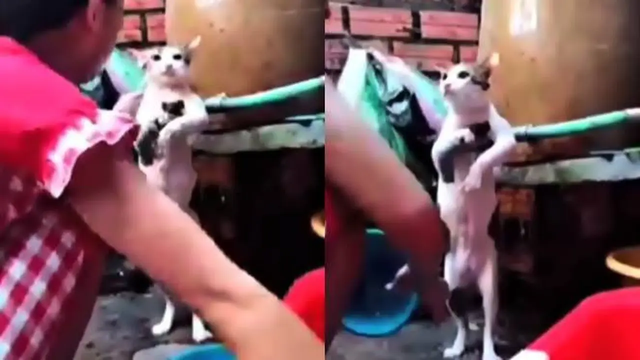 Viral Video Kucing Bak Anak Kecil Saat Dimandikan Ini Menggemaskan