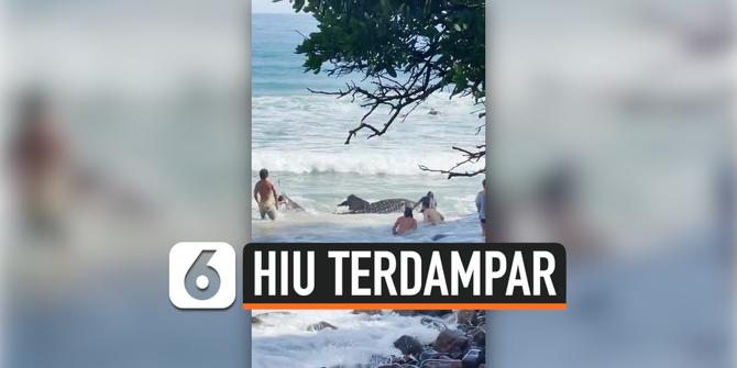 VIDEO: Hiu Paus Terdampar, Berhasil Diselamatkan Pengunjung Pantai