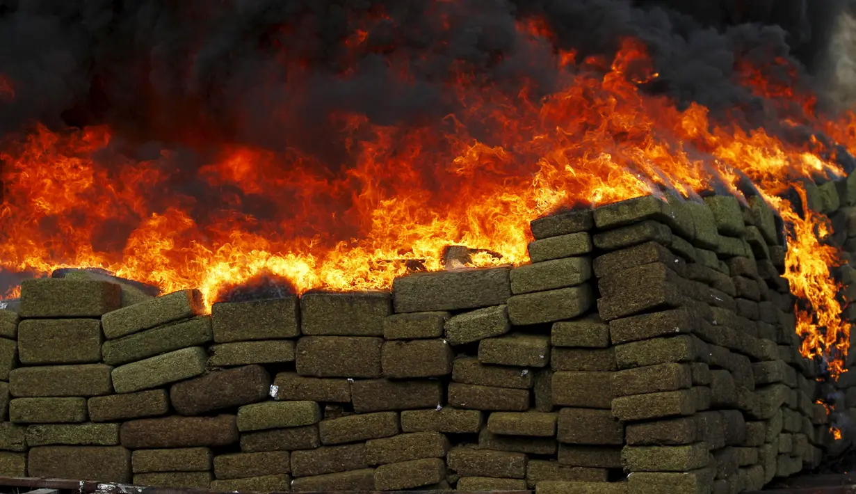 Tumpukan ganja saat dibakar di sebuah kamp 28 batalion infanteri Angkatan Darat Meksiko di Tijuana, Meksiko, (27/11). Sekitar 18 ton ganja dan satu ton methamphetamine dibakar usai disita dalam operasi tiap daerah yang berbeda. (REUTERS/Jorge Duenes)