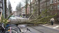 Sebuah pohon di Amsterdam, Belanda, tumbang akibat terjangan badai yang mencapai 140 km/jam pada 18 Januari 2018. (AP Photo/Peter Dejong)