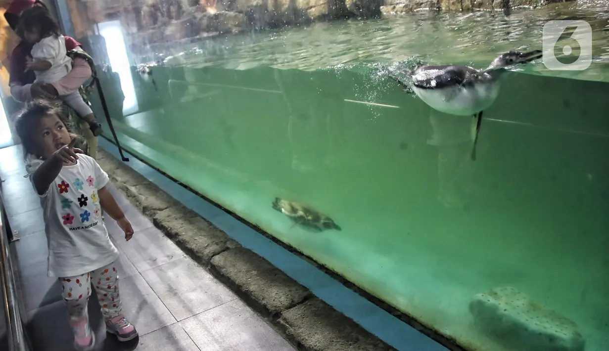 Seorang anak melihat bayi penguin di Ocean Dream Samudra, Ancol, Jakarta Utara, Senin (13/3/2023). Sebanyak 5 bayi penguin Humbolt menetas di dalam habitat oleh lembaga konservasi Taman Impian Jaya Ancol setelah kedatangan pertama kalinya tahun 2019 dari total 15 penguin yang berada disana. (merdeka.com/Iqbal S Nugroho)