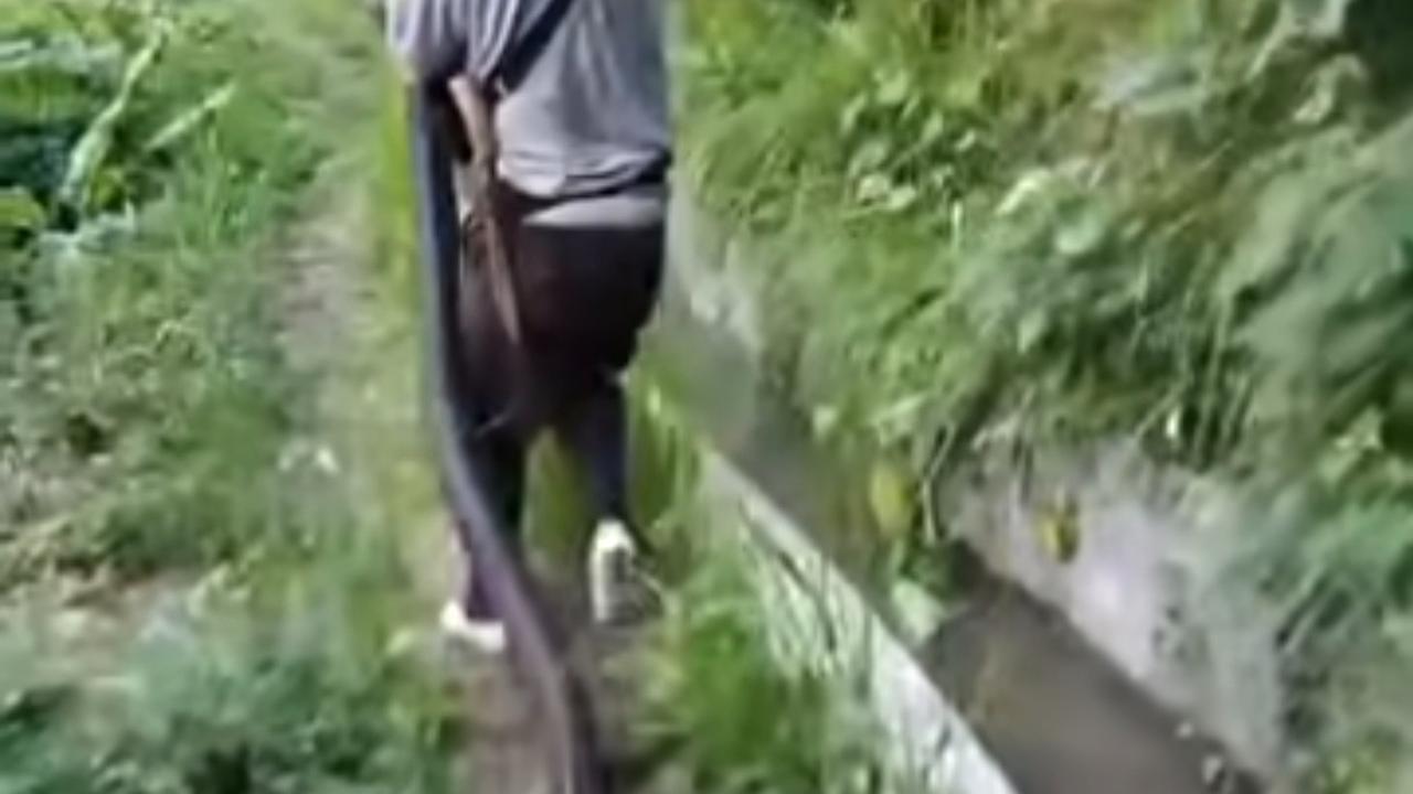 Ngeri-ngeri Sedap! Ular 5 Meter Ditangkap Damkar, Netizen: Panji Sujud Aja deh
