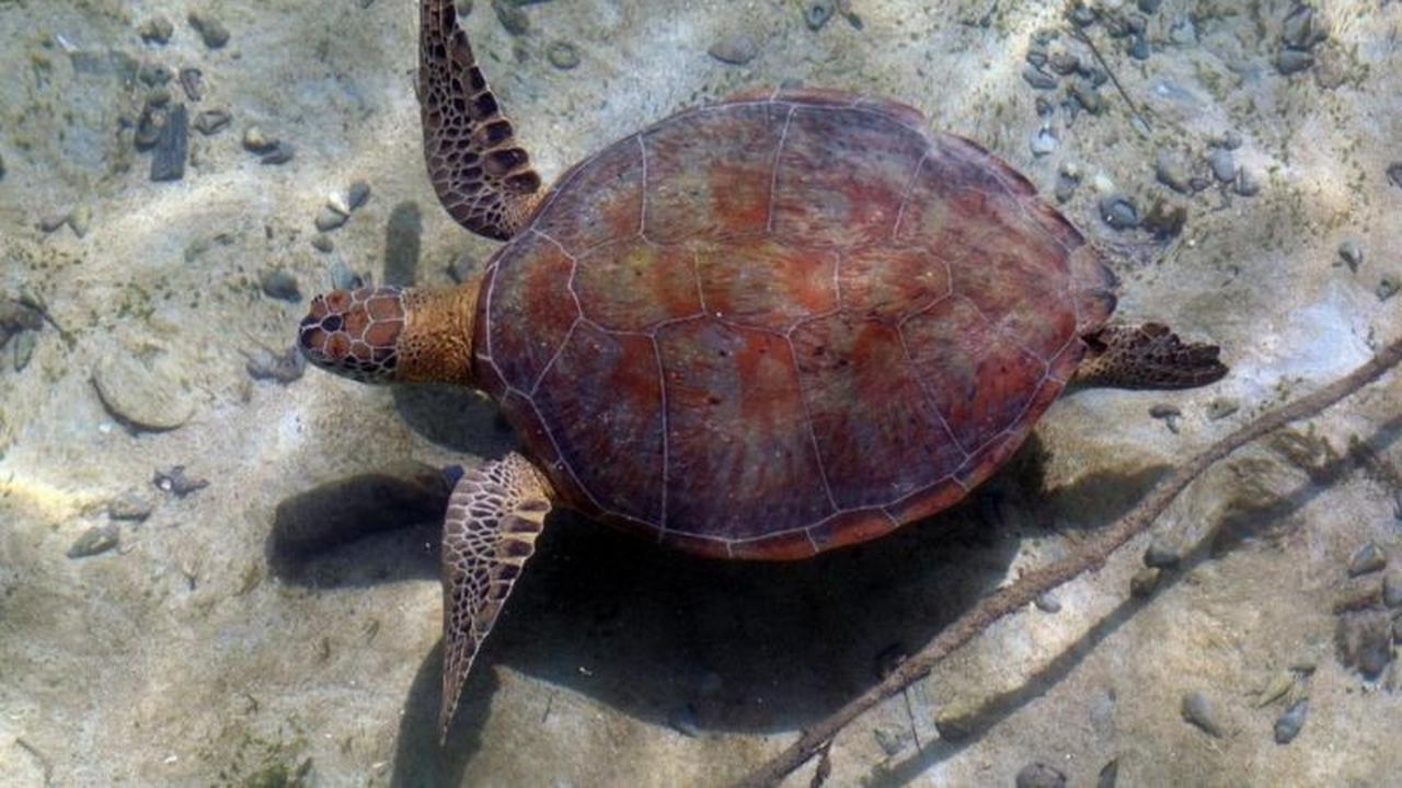 Kalimantan Timur Genjot Konservasi Penyu Hijau Melalui Kolaborasi Lintas Sektor di Derawan