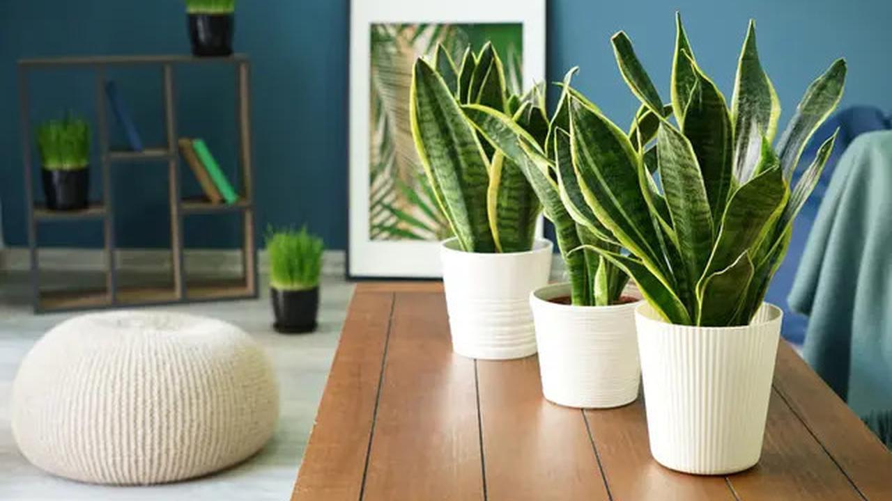 7 Tanaman Indoor untuk Ruang Tamu Lebih Asri dan Menyegarkan Ala Pinterest