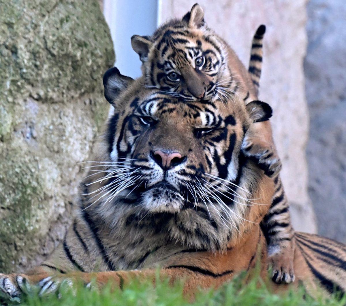 Kala, seekor bayi Harimau Sumatera, bermain bersama ayahnya, Kasih saat pertama kali diperkenalkan ke publik di Biopark Zoo, Roma, Italia, Kamis (7/3/2024). Kala lahir pada Desember 2023 dari pasangan harimau Sumatera bernama Tila dan Kasih. Tiziana Fabi