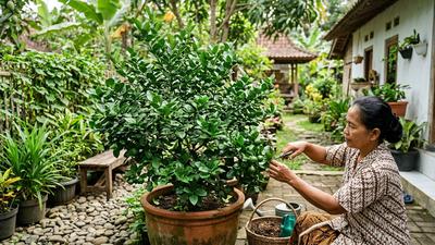 4 Cara Memperbanyak Daun Jeruk Purut agar Rimbun dan Subur