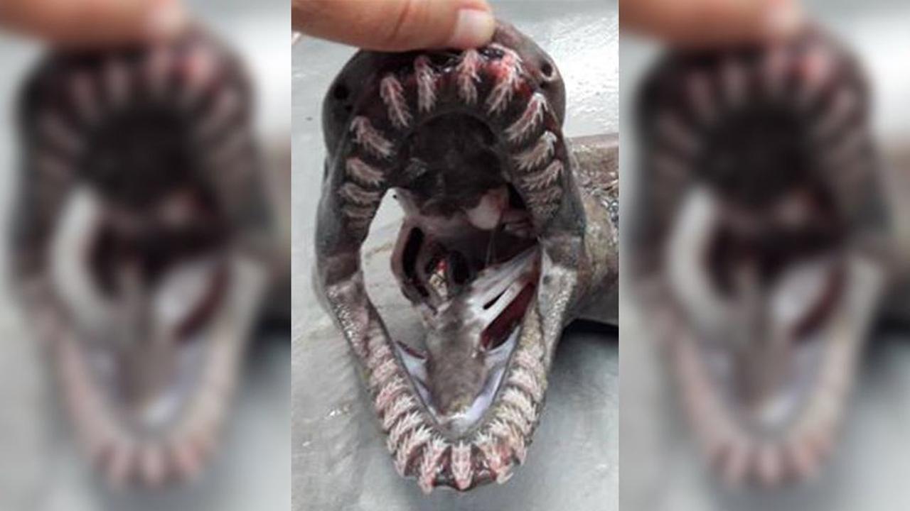 Nelayan Temukan Makhluk Serupa Ular dengan 300 Gigi, Ternyata...