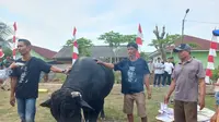 Sapi Bonbon milik Presiden Joko Widodo untuk bantuan hewan kurban sebelum disembelih di Kota Bandar Lampung. Foto : (Liputan6.com/Ardi).