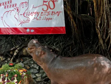 Seekor kuda nil betina bernama Mali merayakan ulang tahun ke-50 di Kebun Binatang Dusit, Bangkok, Thailand, Jumat (23/9). (REUTERS / Chaiwat Subprasom)